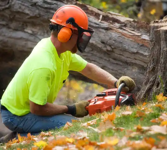 tree services Rockland